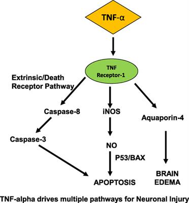 Sepsis-Associated Encephalopathy: The Blood–Brain Barrier and the Sphingolipid Rheostat